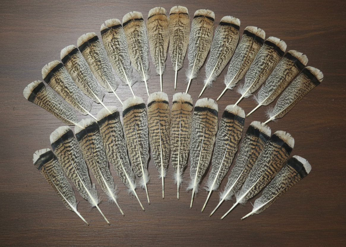natural turkey feathers
