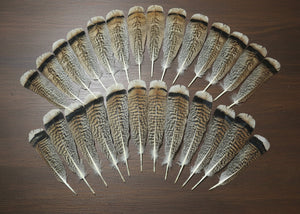 natural turkey feathers
