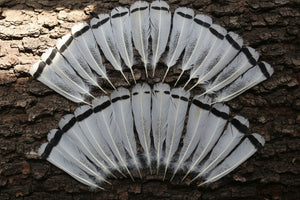 natural turkey feathers