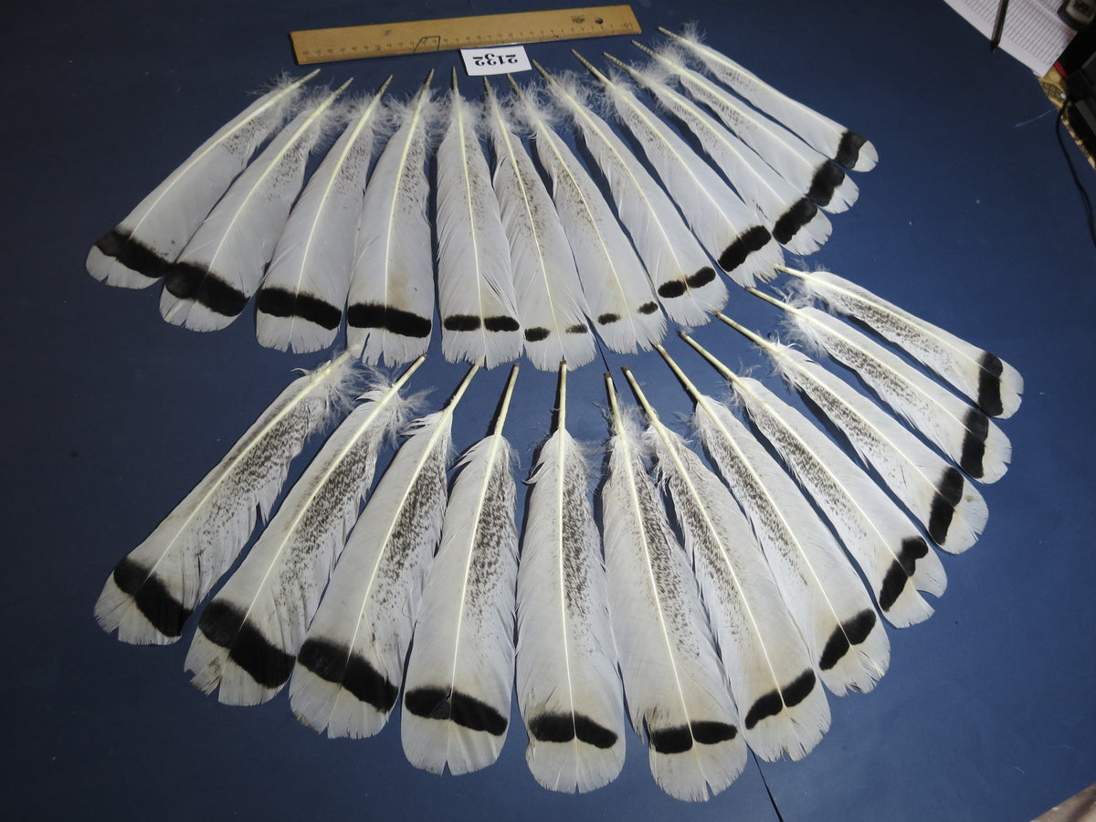 24 Pcs Turkey Tail Feathers, Fly Tying Material,Craft Feathers,Natural Turkey Feathers (2132)
