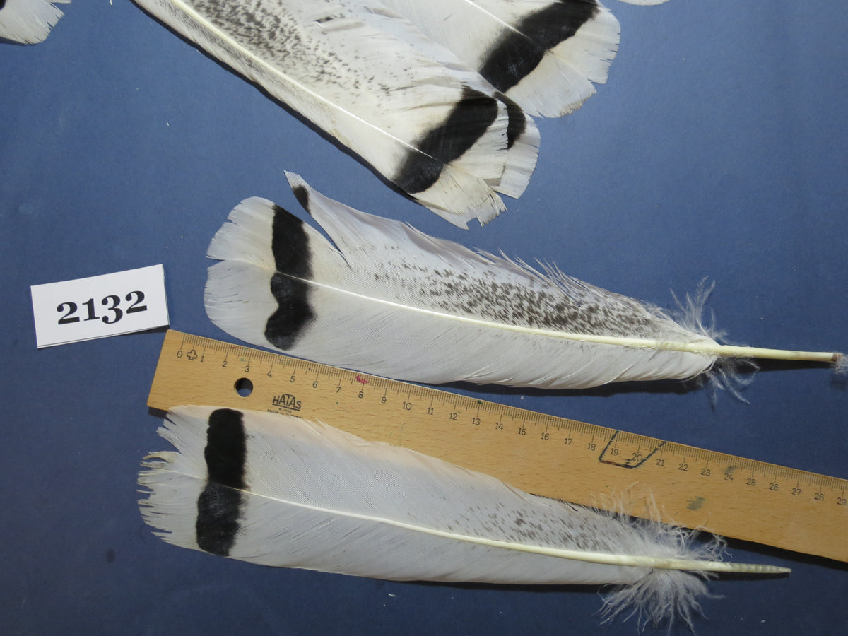 24 Pcs Turkey Tail Feathers, Fly Tying Material,Craft Feathers,Natural Turkey Feathers (2132)