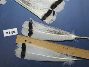 24 Pcs Turkey Tail Feathers, Fly Tying Material,Craft Feathers,Natural Turkey Feathers (2132)