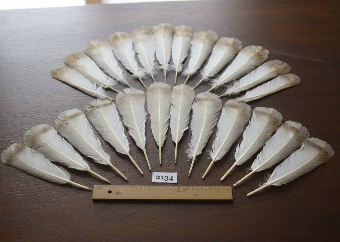 natural turkey feathers