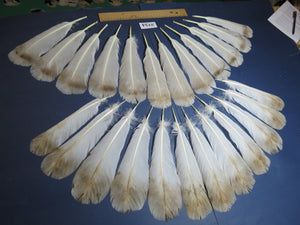 24 Pcs Turkey Tail Feathers, Fly Tying Material,Craft Feathers,Natural Turkey Feathers (2134)