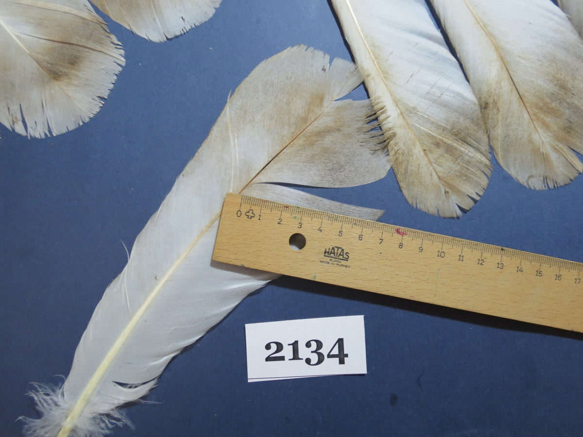24 Pcs Turkey Tail Feathers, Fly Tying Material,Craft Feathers,Natural Turkey Feathers (2134)