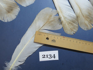 24 Pcs Turkey Tail Feathers, Fly Tying Material,Craft Feathers,Natural Turkey Feathers (2134)