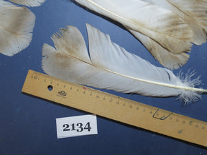 24 Pcs Turkey Tail Feathers, Fly Tying Material,Craft Feathers,Natural Turkey Feathers (2134)