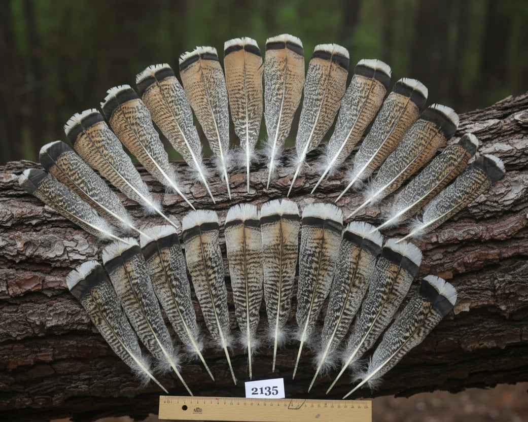 24 Pcs Turkey Tail Feathers, Fly Tying Material,Craft Feathers,Natural Turkey Feathers (2135)
