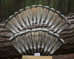 24 Pcs Turkey Tail Feathers, Fly Tying Material,Craft Feathers,Natural Turkey Feathers (2135)