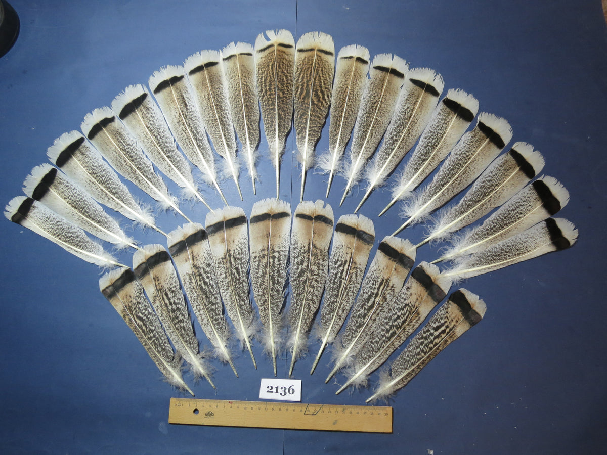 28 Pcs Turkey Tail Feathers, Fly Tying Material,Craft Feathers,Natural Turkey Feathers (2136)