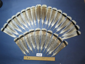 28 Pcs Turkey Tail Feathers, Fly Tying Material,Craft Feathers,Natural Turkey Feathers (2136)