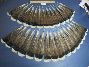 30 Pcs Turkey Tail Feathers, Fly Tying Material,Craft Feathers,Natural Turkey Feathers (2139)