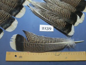 30 Pcs Turkey Tail Feathers, Fly Tying Material,Craft Feathers,Natural Turkey Feathers (2139)