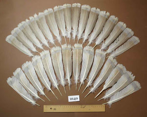 30 Pcs Turkey Tail Feathers, Fly Tying Material,Craft Feathers,Natural Turkey Feathers (2140)