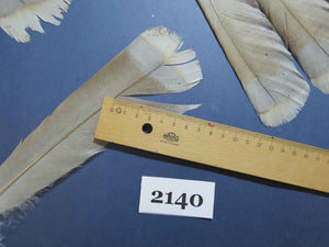 30 Pcs Turkey Tail Feathers, Fly Tying Material,Craft Feathers,Natural Turkey Feathers (2140)