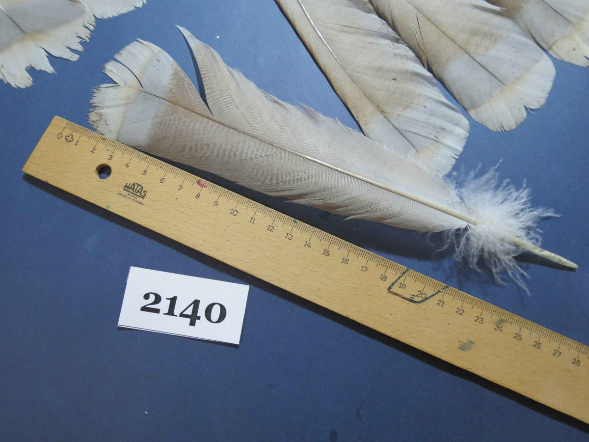 30 Pcs Turkey Tail Feathers, Fly Tying Material,Craft Feathers,Natural Turkey Feathers (2140)