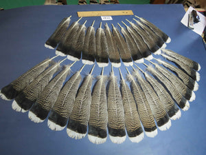 28 Pcs Turkey Tail Feathers, Fly Tying Material,Craft Feathers,Natural Turkey Feathers (2141)