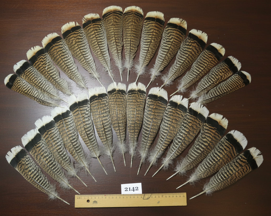 natural turkey feathers