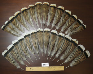 natural turkey feathers