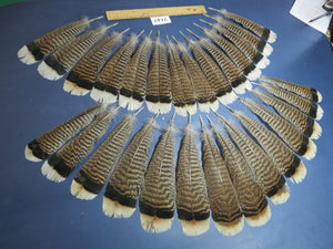 28 Pcs Turkey Tail Feathers, Fly Tying Material,Craft Feathers,Natural Turkey Feathers (2142)