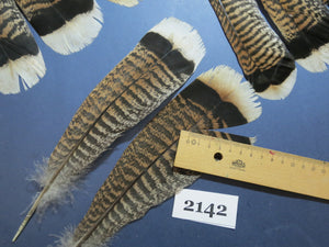 28 Pcs Turkey Tail Feathers, Fly Tying Material,Craft Feathers,Natural Turkey Feathers (2142)