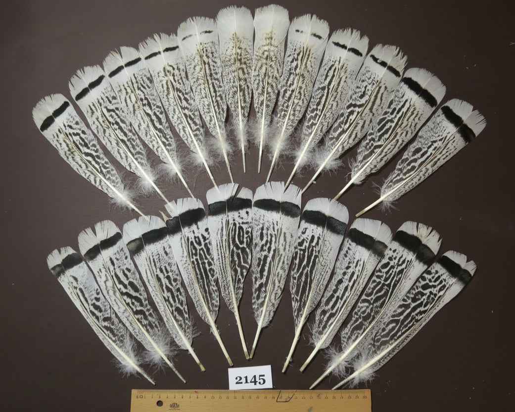 22 Pcs Turkey Tail Feathers, Fly Tying Material,Craft Feathers,Natural Turkey Feathers (2145)