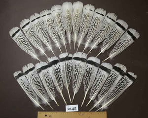 22 Pcs Turkey Tail Feathers, Fly Tying Material,Craft Feathers,Natural Turkey Feathers (2145)
