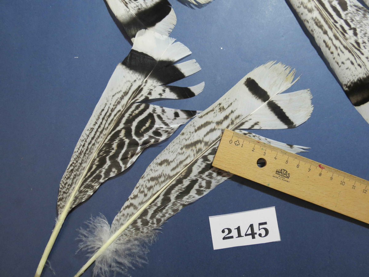 22 Pcs Turkey Tail Feathers, Fly Tying Material,Craft Feathers,Natural Turkey Feathers (2145)