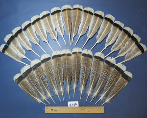 natural turkey feathers