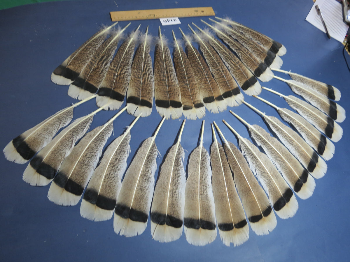 28 Pcs Turkey Tail Feathers, Fly Tying Material,Craft Feathers,Natural Turkey Feathers (2146)