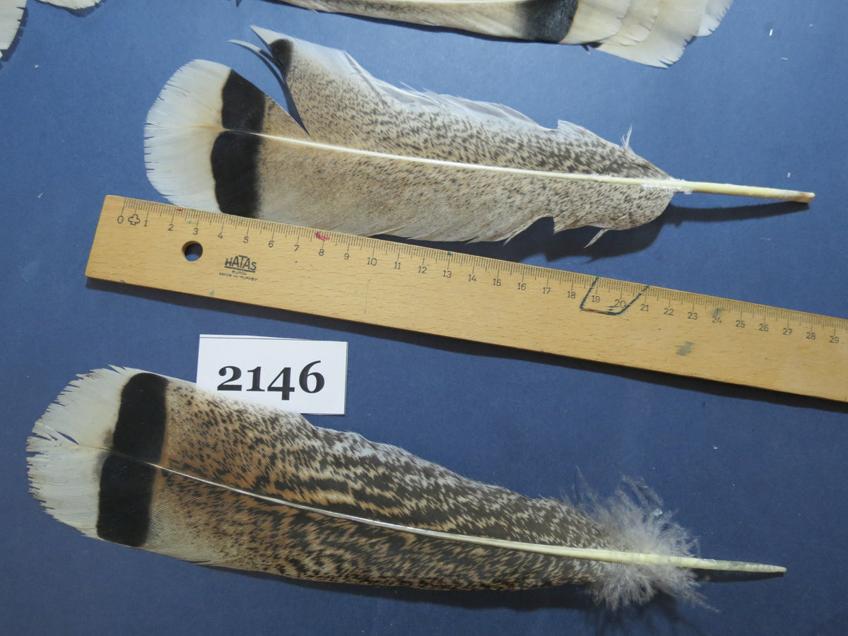 28 Pcs Turkey Tail Feathers, Fly Tying Material,Craft Feathers,Natural Turkey Feathers (2146)