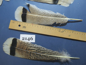 28 Pcs Turkey Tail Feathers, Fly Tying Material,Craft Feathers,Natural Turkey Feathers (2146)
