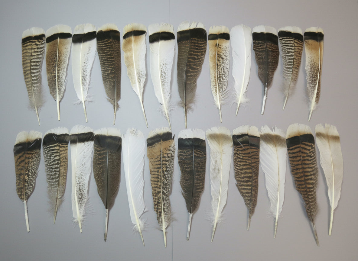 24 Pcs Natural Turkey Tail Feathers, Fly Tying Materials, Genuine Feathers (MIX-40)