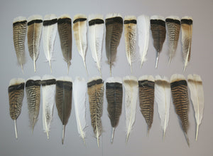 24 Pcs Natural Turkey Tail Feathers, Fly Tying Materials, Genuine Feathers (MIX-40)