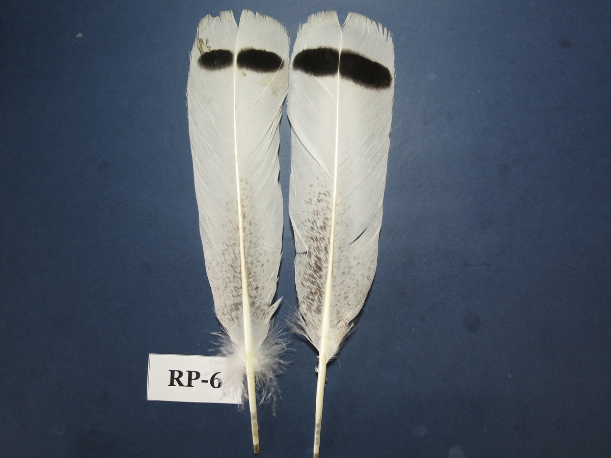 Royal Palm Turkey Tail Feathers  (One Pair Set) ,Fly Tying Material,Craft Feathers,Natural Turkey Feathers.