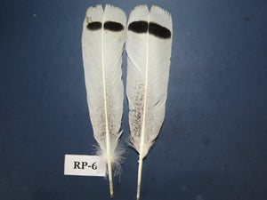 Royal Palm Turkey Tail Feathers  (One Pair Set) ,Fly Tying Material,Craft Feathers,Natural Turkey Feathers.