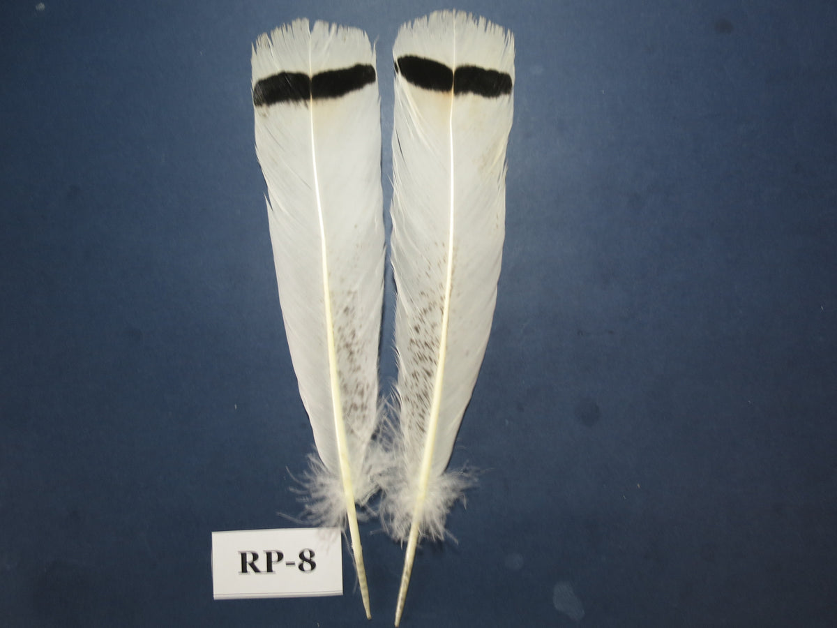 Royal Palm Turkey Tail Feathers  (One Pair Set) ,Fly Tying Material,Craft Feathers,Natural Turkey Feathers.