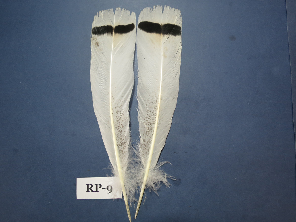 Royal Palm Turkey Tail Feathers  (One Pair Set) ,Fly Tying Material,Craft Feathers,Natural Turkey Feathers.