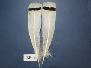 Royal Palm Turkey Tail Feathers  (One Pair Set) ,Fly Tying Material,Craft Feathers,Natural Turkey Feathers.