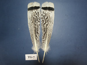 Tiger Turkey Tail Feathers  (One Pair Set) ,Fly Tying Material,Craft Feathers,Natural Turkey Feathers.
