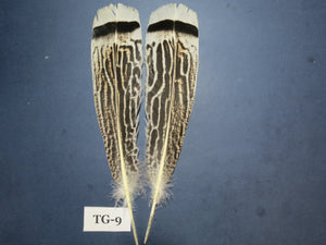 Tiger Turkey Tail Feathers  (One Pair Set) ,Fly Tying Material,Craft Feathers,Natural Turkey Feathers.