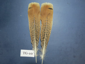 Tiger Turkey Tail Feathers  (One Pair Set) ,Fly Tying Material,Craft Feathers,Natural Turkey Feathers.