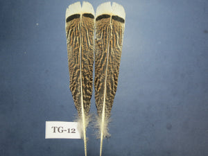 Tiger Turkey Tail Feathers  (One Pair Set) ,Fly Tying Material,Craft Feathers,Natural Turkey Feathers.