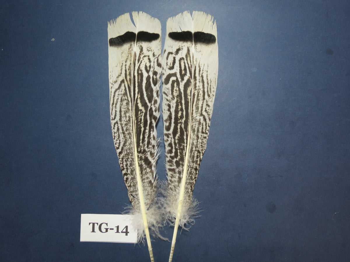 Tiger Turkey Tail Feathers  (One Pair Set) ,Fly Tying Material,Craft Feathers,Natural Turkey Feathers.