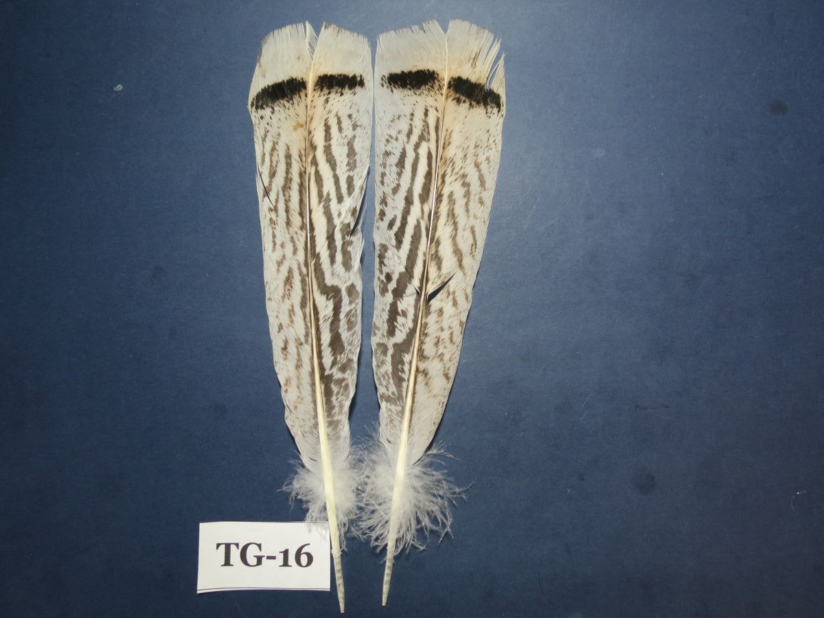 Tiger Turkey Tail Feathers  (One Pair Set) ,Fly Tying Material,Craft Feathers,Natural Turkey Feathers.