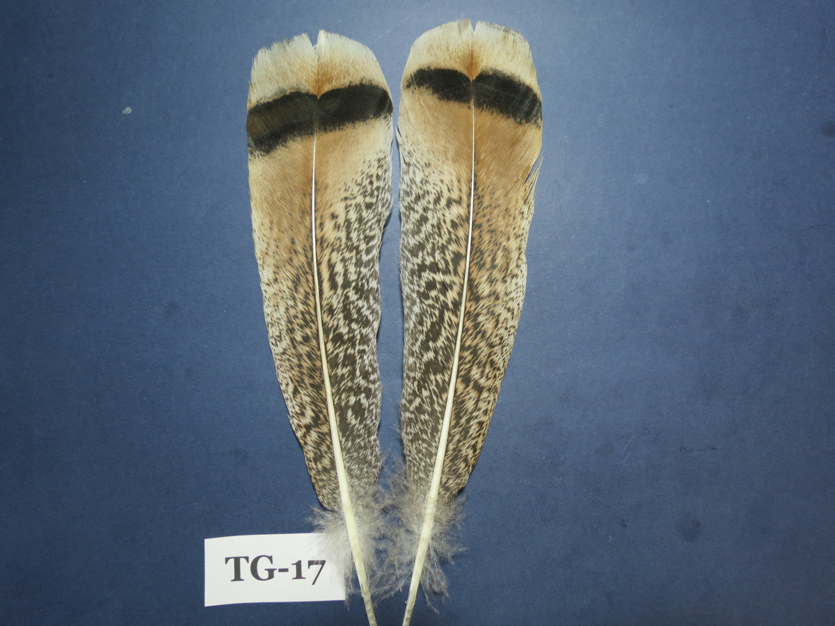 Tiger Turkey Tail Feathers  (One Pair Set) ,Fly Tying Material,Craft Feathers,Natural Turkey Feathers.