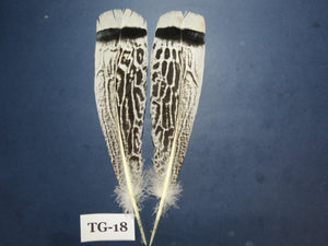 Tiger Turkey Tail Feathers  (One Pair Set) ,Fly Tying Material,Craft Feathers,Natural Turkey Feathers.