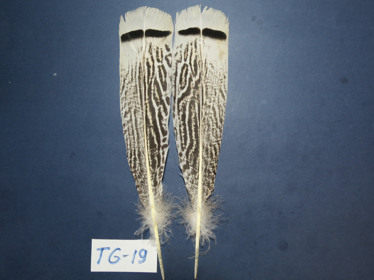 Tiger Turkey Tail Feathers  (One Pair Set) ,Fly Tying Material,Craft Feathers,Natural Turkey Feathers.