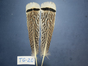 Tiger Turkey Tail Feathers  (One Pair Set) ,Fly Tying Material,Craft Feathers,Natural Turkey Feathers.