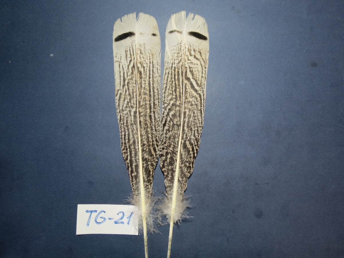 Tiger Turkey Tail Feathers  (One Pair Set) ,Fly Tying Material,Craft Feathers,Natural Turkey Feathers.